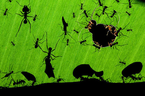 Nhiếp ảnh gia người Hungary Bence Mate đã giành nhất cuộc thi ảnh về môi trường tự nhiên Veolia 2010 với tác phẩm Kiến cắt lá trong rừng nhiệt đới tại Costa Rica. Mặc dù có thân hình nhỏ bé, nhưng những chú kiến thợ vẫn có thể cắt và mang trên mình những mảnh lá lớn gấp nhiều lần cơ thể của chúng.
