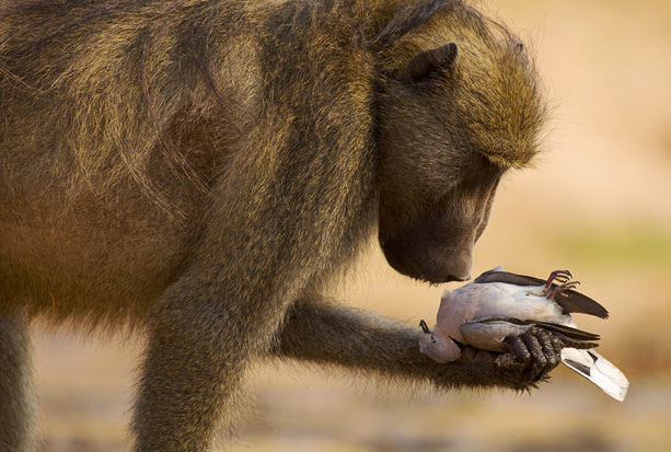Bức ảnh khỉ đầu chó tỏ ra thương cảm khi cầm xác một chim bồ câu trên tay trong Công viên quốc gia Mana Pools của Zimbabwe (Tác giả Adrian Bailey – Nam Phi).
