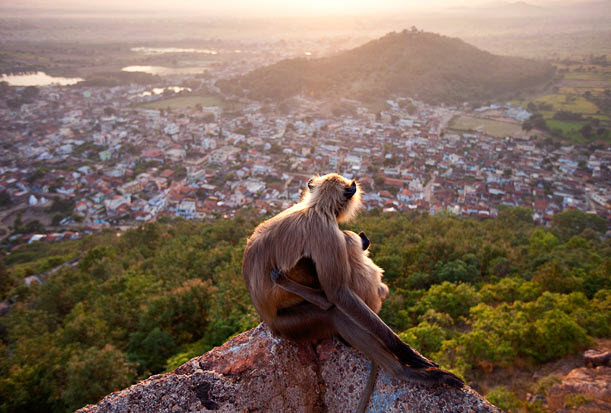 Khoảnh khắc bình yên cuae hai mẹ con khỉ langur ngồi trên núi để quan sát cảnh bình minh tại thành phố Ramtek, bang Maharashtra, Ấn Độ. Tác phẩm này của nhiếp ảnh gia Olivier Puccia (Pháp) đã đoạt giải nhất thể loại “Động vật ở đô thị”.