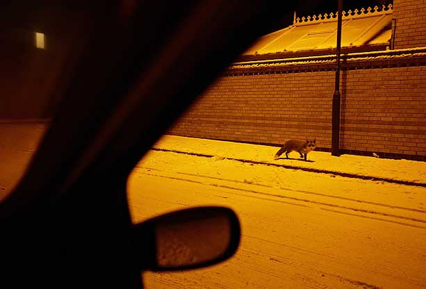 Hình ảnh một con cáo nhỏ trên đường phố đêm  ở Chellaston, Derby (Anh). Đây là tác phẩm thuộc thể loại “Động vật ở đô thị” của tác giả Chris O’Reilly.