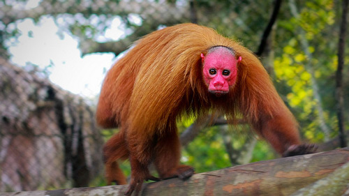 Những con khỉ Uakari này sở hữu một chiếc đầu đỏ rực, thêm bộ lông đỏ khiến hình dạng của chúng càng thêm phần quái dị. Những người dân địa phương ở Nam Mỹ gọi chúng là “khỉ Anh” vì chúng khiến họ nhớ tới những người Anh đầu tiên đến nơi đây do không quen với khí hậu đã bị mặt trời làm cho khuôn mặt đỏ lự lên.
