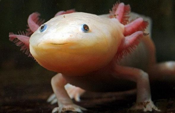 Giông axolotl được coi là một Peter Pan của thế giới động vật khi suốt cả cuộc đời chúng đều duy trì hình dạng như một ấu trùng. Ngoài ra, giông axolotl còn có khả năng tái sinh đặc biệt. Khi chúng mất đi một chiếc chân thì rất nhanh sau đó một chiếc chân khác sẽ mọc ra. Điều độc đáo hơn nữa là chúng có thể tái sinh cả những bộ phận phức tạp như não hay tủy sống. Đây cũng chính là lý do mà giới khoa học cực kỳ có hứng thú với “quái vật nước” này.