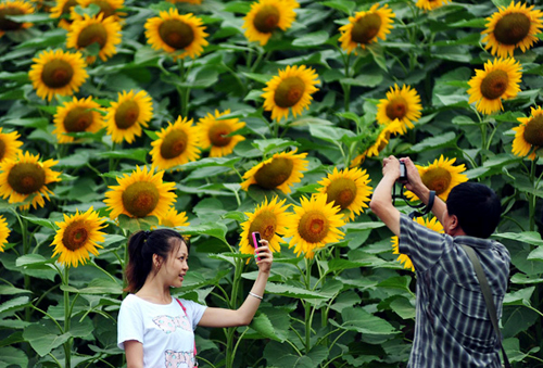 Không chỉ ở Trung Quốc, mà nhiều bạn trẻ Việt Nam cũng say mê cánh đồng hoa hướng dương tuyệt đẹp và muốn ghi lại những hình ảnh đẹp tại đây.