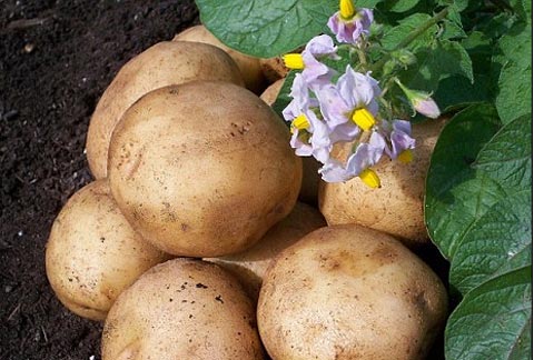 Kết quả hình ảnh cho hình ảnh cây khoai tây