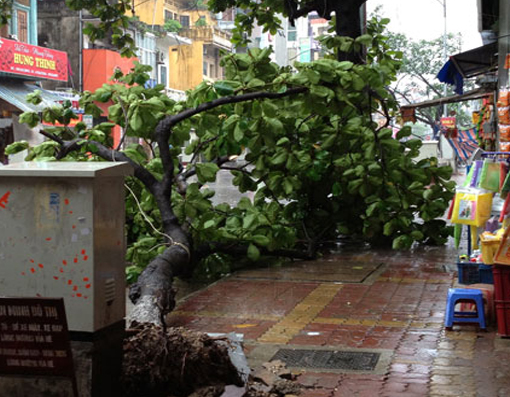 Xã hội - Quảng Ninh thiệt hại khoảng 10 tỷ đồng do bão số 5 (Hình 15).