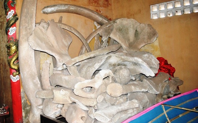 Hình ảnh Hai bộ xương cá ông khổng lồ ở Quảng Bình số 3