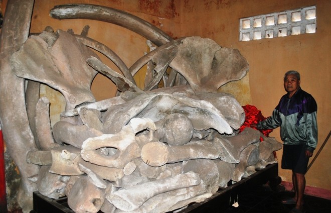 Hình ảnh Hai bộ xương cá ông khổng lồ ở Quảng Bình số 4