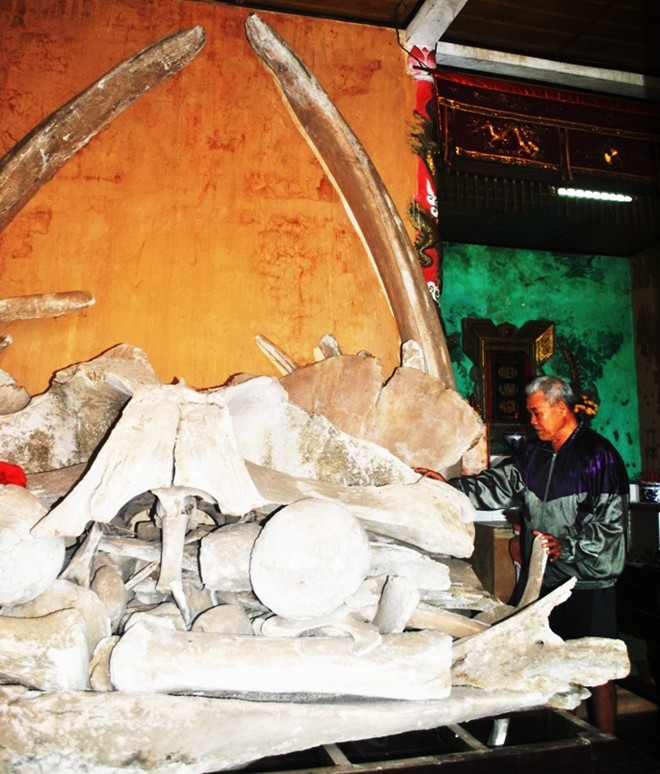 Hình ảnh Hai bộ xương cá ông khổng lồ ở Quảng Bình số 8