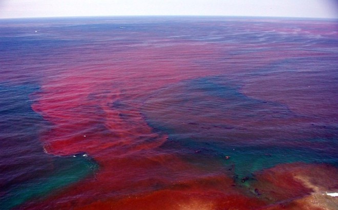 Vì sao có hiện tượng thủy triều đỏ đáng sợ? ảnh 1