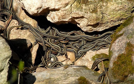 Hình ảnh Rùng mình thăm quan động rắn khổng lồ ở Canada số 3