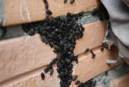 Hình ảnh Vì sao nhà bị bọ đậu đen bâu kín? số 2