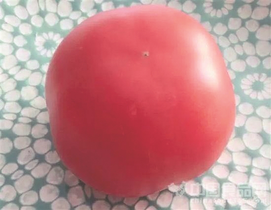 Hình ảnh Quả cà chua để gần 80 ngày không hỏng số 1