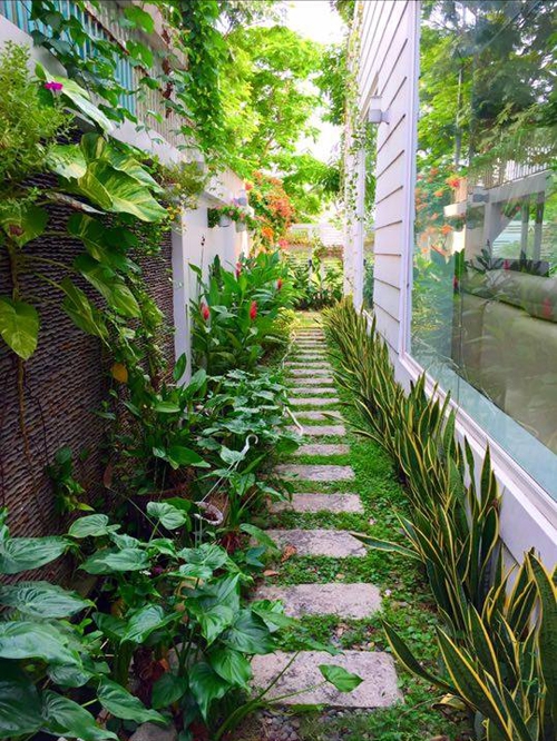 Hình ảnh Cận cảnh vườn rau sạch xanh mướt trong những biệt thự triệu đô của sao Việt. số 11