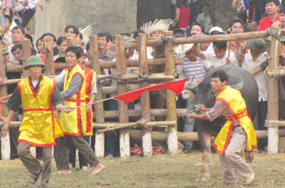 Tưng bừng lễ hội Chọi trâu cổ nhất Việt Nam 2 Tưng bừng lễ hội Chọi trâu cổ nhất Việt Nam 2