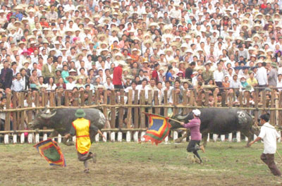 Tưng bừng lễ hội Chọi trâu cổ nhất Việt Nam 5 Tưng bừng lễ hội Chọi trâu cổ nhất Việt Nam 5
