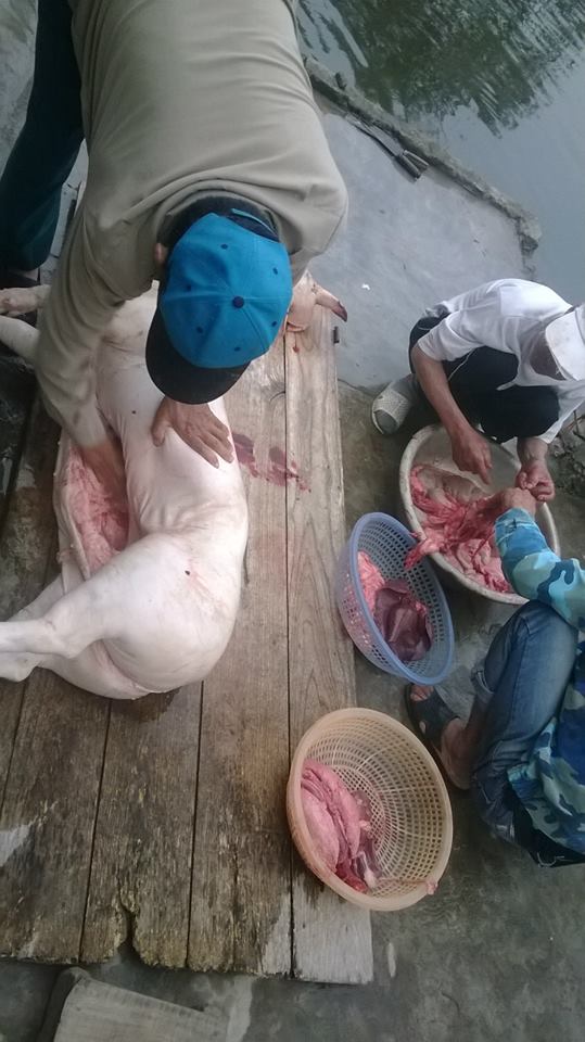 “Ăn đụng” lợn: Văn hóa vùng quê Bắc Bộ không bị mai một 9