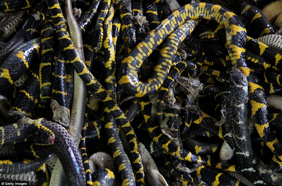 Cận cảnh hàng nghìn con rắn bị giết, lột da để làm túi xách