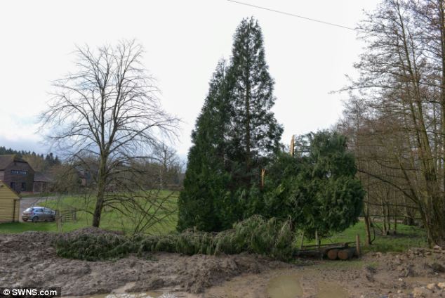 Bí ẩn cây thông hồi sinh sau khi bị bão đánh bật gốc 8