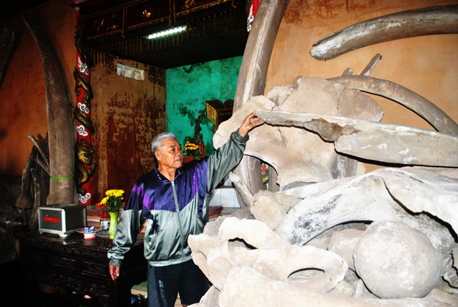 Hai bộ xương cá ông khổng lồ ở Quảng Bình 9