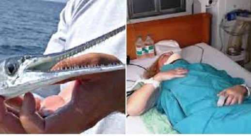 Cận cảnh loài cá nhái tấn công du khách ở Nha Trang 6 Cận cảnh loài cá nhái tấn công du khách ở Nha Trang 6