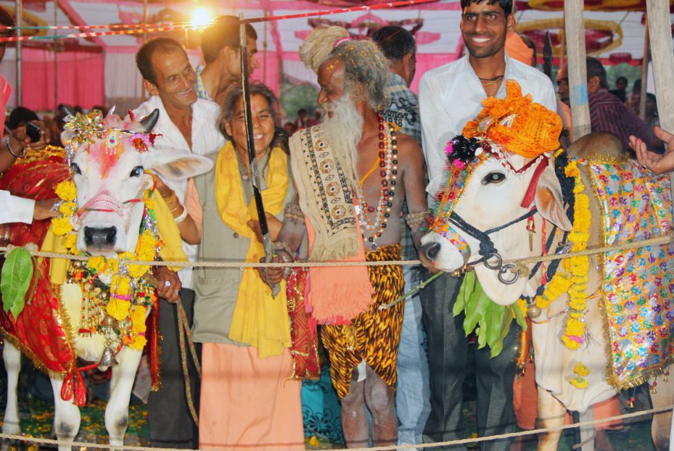 5000 người tham dự lễ cưới của 2 chú bò ở Ấn Độ