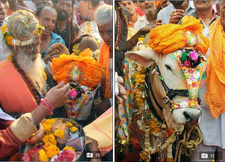 5000 người tham dự lễ cưới của 2 chú bò ở Ấn Độ 15