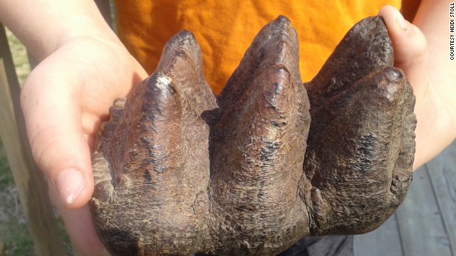 Cậu bé 9 tuổi phát hiện răng voi khổng lồ tuyệt chủng 10.000 năm trước