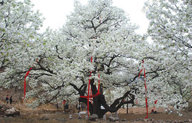 Độc đáo cây lê 500 tuổi cho 3 tấn quả mỗi năm