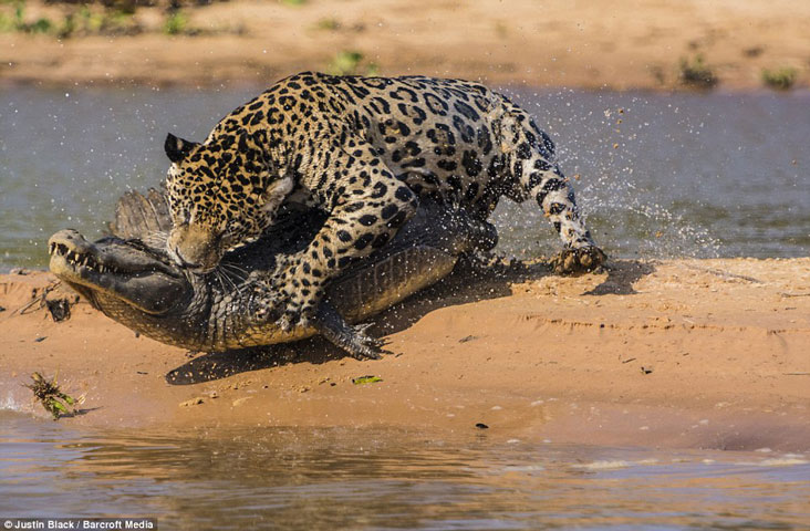Báo đốm vượt sông săn cá sấu vô cùng ngoạn mục