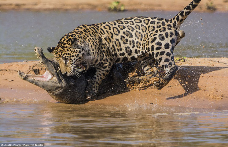 Báo đốm vượt sông săn cá sấu vô cùng ngoạn mục