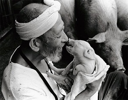 Bộ ảnh tình yêu của lão nông và nghìn con lợn gây sốt cộng đồng mạng