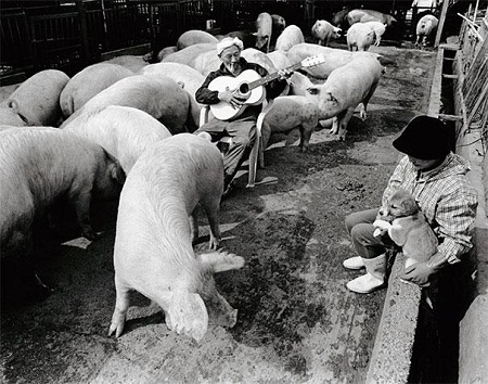 Bộ ảnh tình yêu của lão nông và nghìn con lợn gây sốt cộng đồng mạng