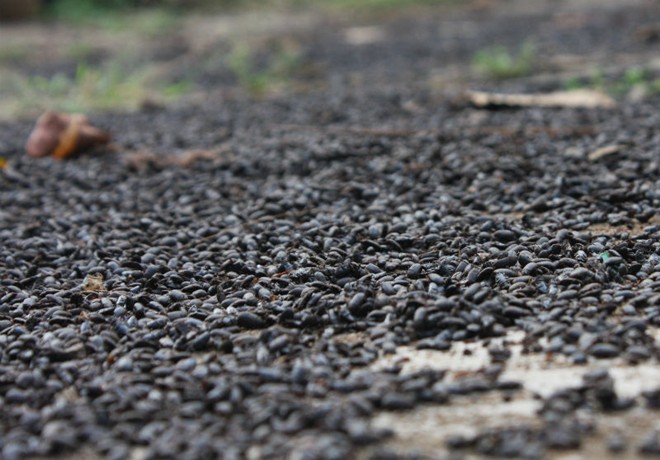 Đồng Nai: Người dân bỏ nhà vì bị bọ đậu đen tấn công