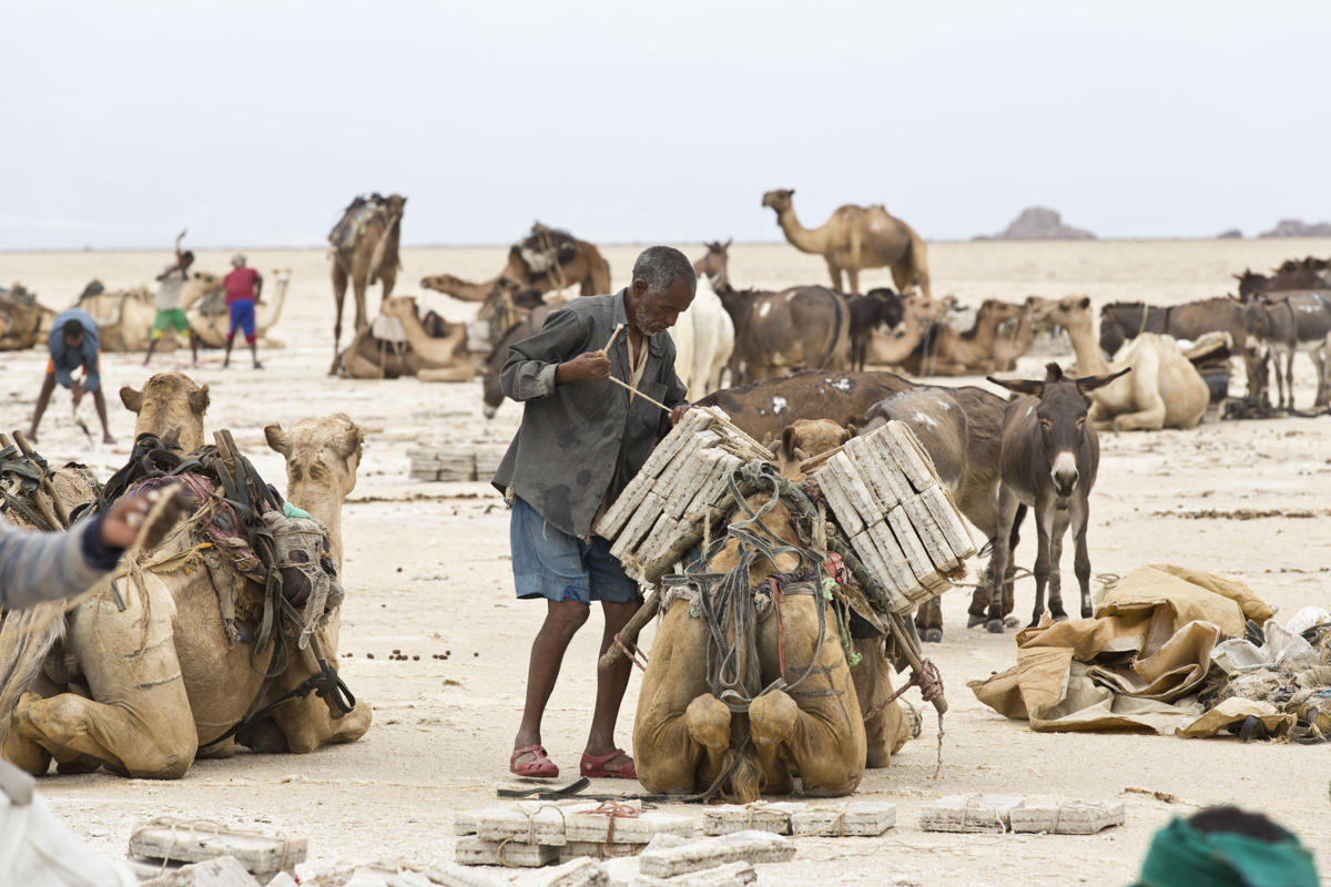 Xem lữ đoàn lạc đà chuyển muối trên sa mạc nóng bỏng nhất thế giới 10