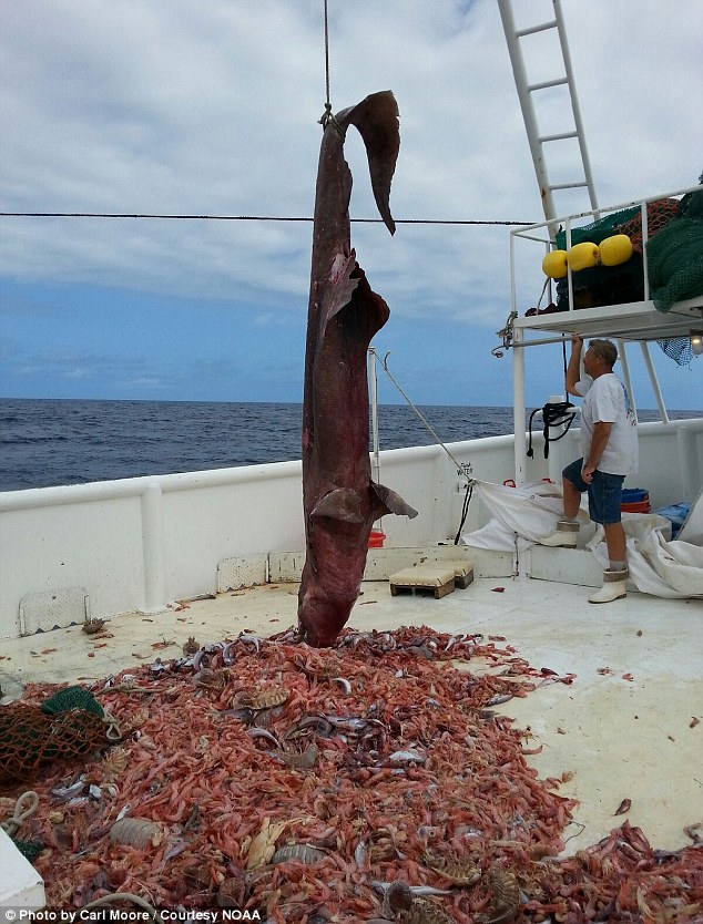Ngư dân Mỹ bắt được cá mập yêu tinh dài 5m