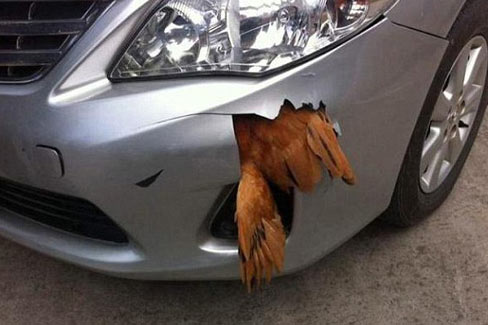 Trung Quốc: Xe hơi bị gà đâm thủng đầu vì xài phụ tùng 