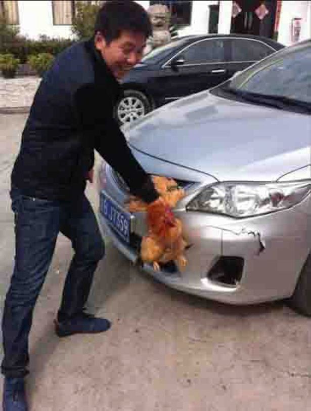 Trung Quốc: Xe hơi bị gà đâm thủng đầu vì xài phụ tùng 