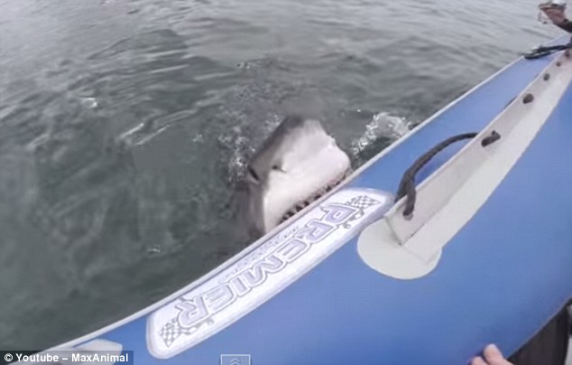 Tột cùng sợ hãi khoảnh khắc cận kề ngay trước hàm cá mập