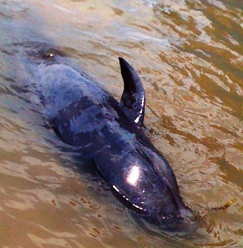 Cá voi dài hơn 2m dạt vào bờ biển Quảng Bình