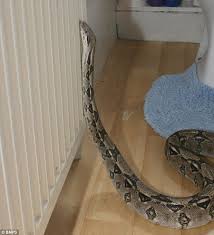 Lại thêm trăn khổng lồ gần 4 mét quấn trong nhà vệ sinh