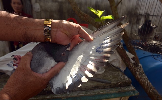 Ngư dân Lý Sơn bắt được chim bồ câu ở Hoàng Sa mang ký tự lạ