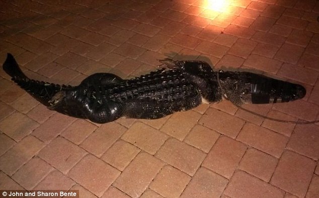 Phát hoảng thấy cá sấu dài 2,5m trong hồ bơi gia đình