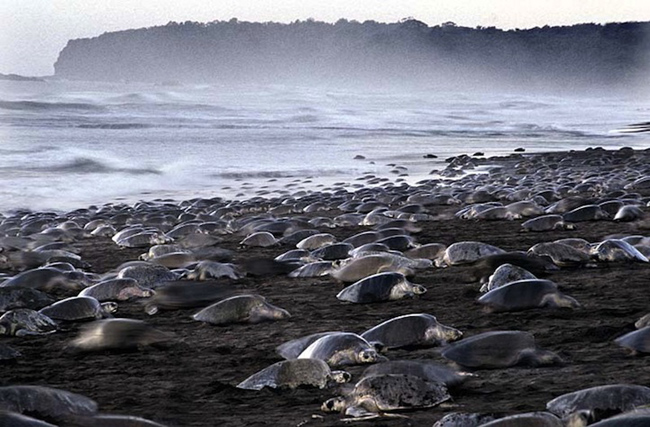  Hàng triệu con rùa đổ bộ lên bãi biển