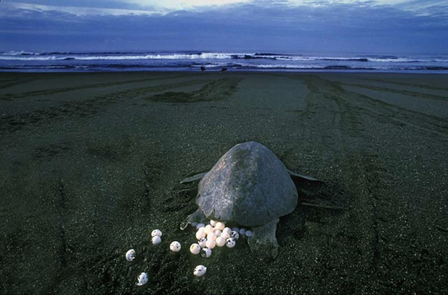  Hàng triệu con rùa đổ bộ lên bãi biển