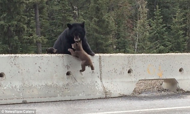 Xúc động gấu mẹ cứu con trên đường cao tốc