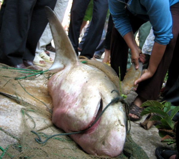 Cá mập khủng nặng 80kg gần bãi tắm Quy Nhơn