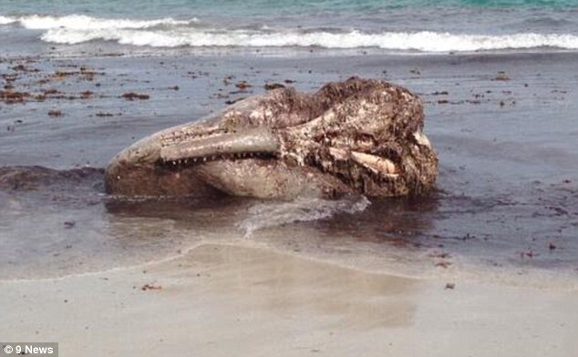 Bãi biển đóng cửa vì xuất hiện đầu quái vật cá voi khổng lồ  6