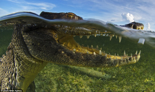 Cận cảnh loài quái vật ăn thịt đáng sợ nhất vùng đầm lầy Florida