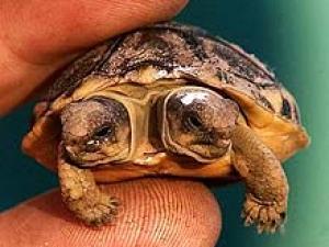 Cận cảnh chú rùa có hai đầu ở Nam Phi
