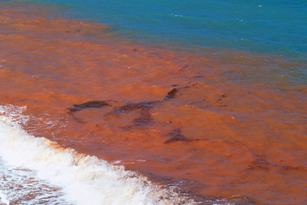 Vì sao xuất hiện hiện tượng thủy triều đỏ đáng sợ? 